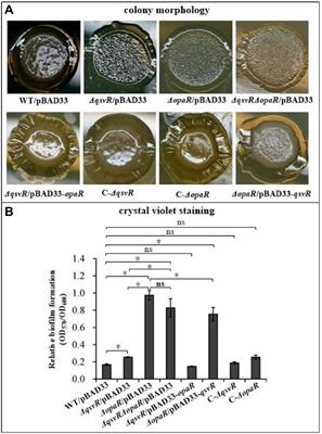 QsvR and OpaR coordinately repress biofilm formation by Vibrio parahaemolyticus